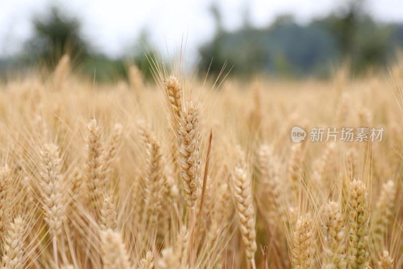 麦田麦子地成熟的小麦