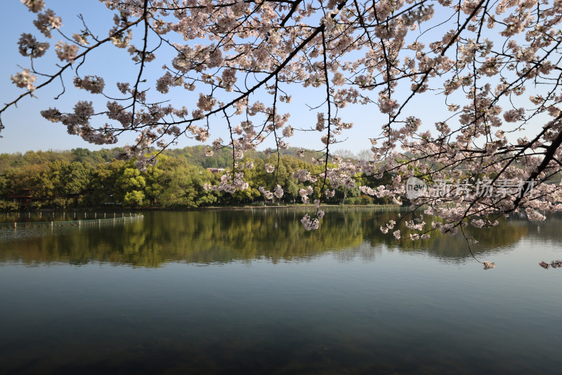 中国杭州西湖曲苑风荷樱花开了