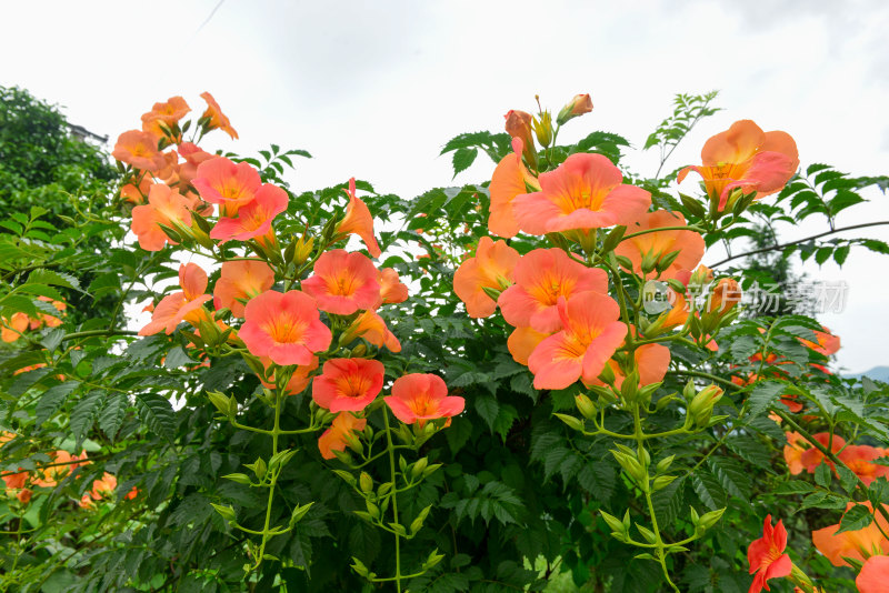 凌霄花花朵花卉盛开绽放