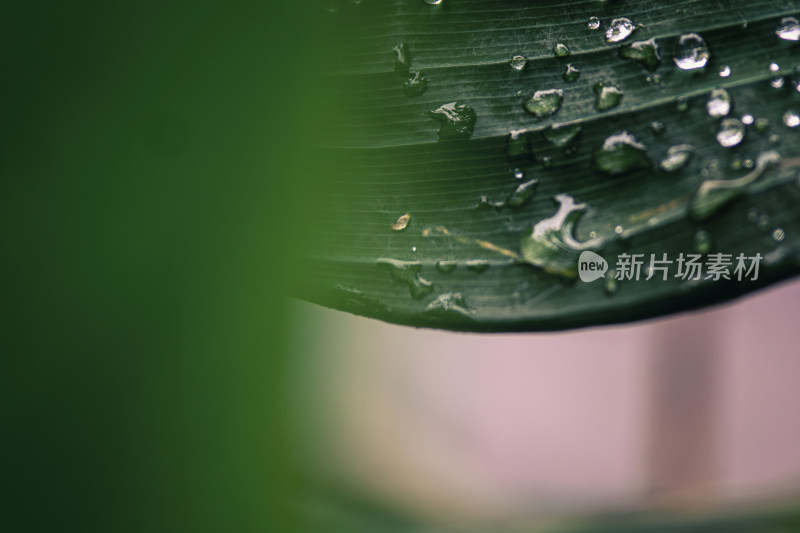 雨后绿叶上的水珠