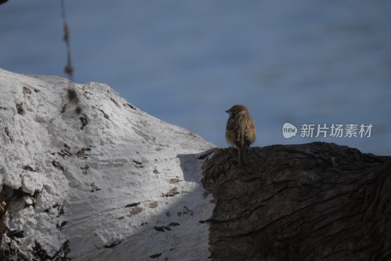 中式古塔远景