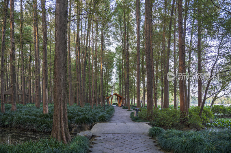 杭州西湖风景区曲院风荷风景