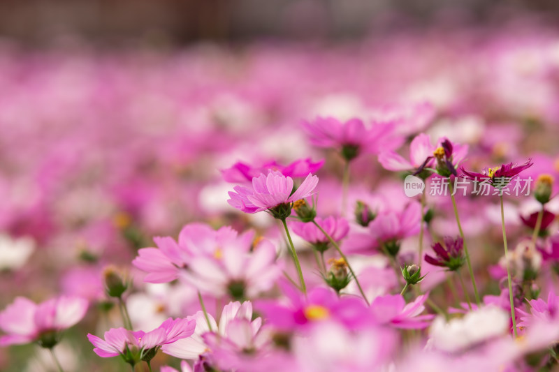 夕阳下的格桑花或波斯菊