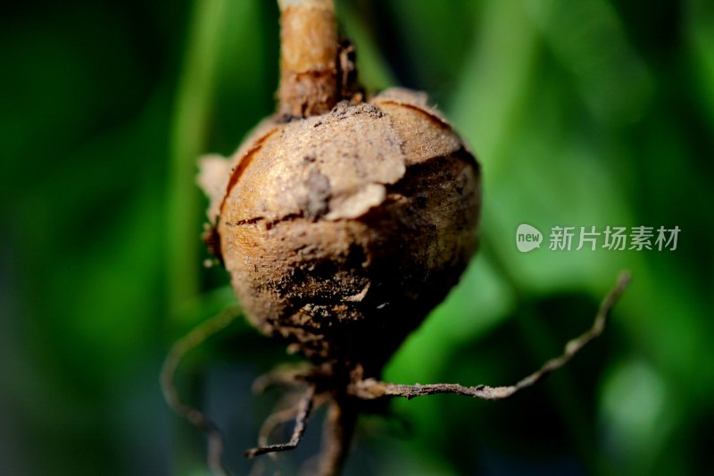 野生中药材元胡的花朵和果实