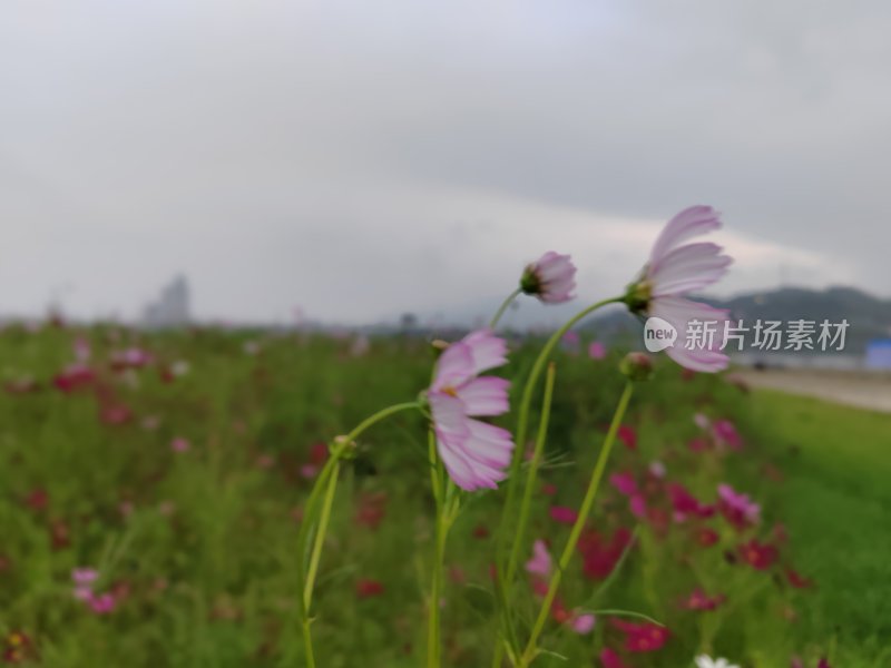 户外花丛中的波斯菊特写