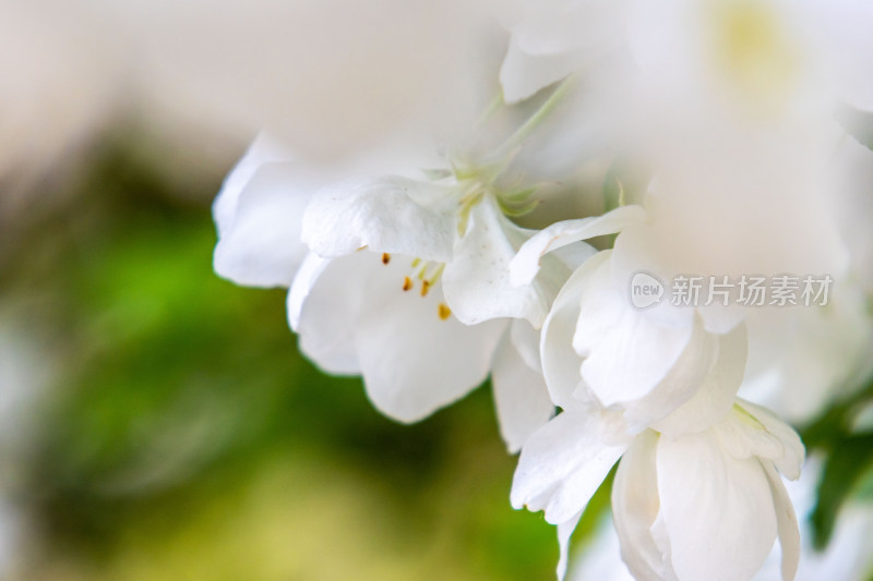 盛开的苹果花海棠花白色花朵春天清新