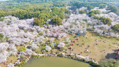 湖北武汉东湖樱花园里的游客