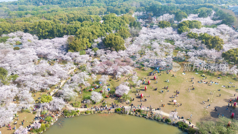 湖北武汉东湖樱花园里的游客