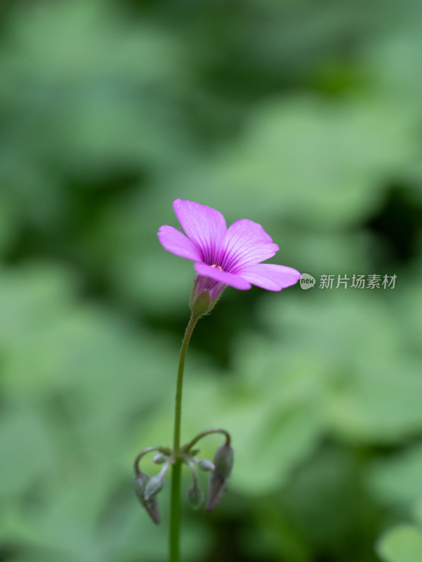 春天的酢浆草开花特写