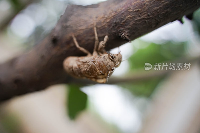 幼蝉猴退壳蝉若虫蝉