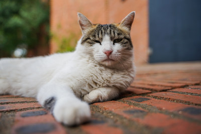 猫躺在街道上休息