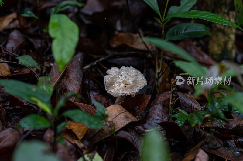 雨后野外生长的蘑菇