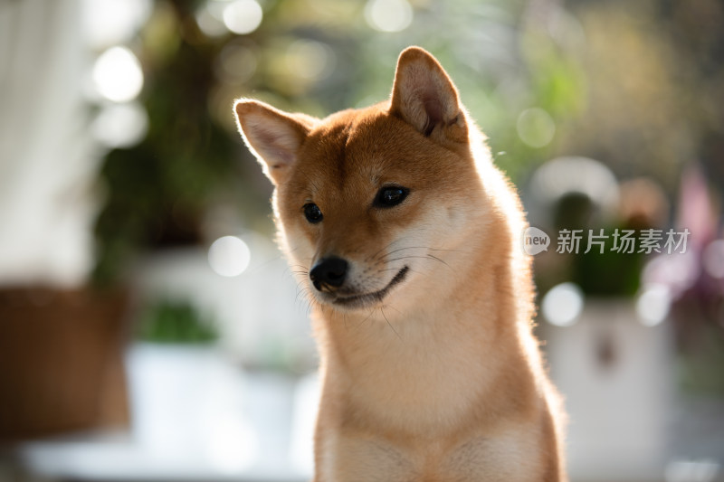 一只柴犬的头部特写