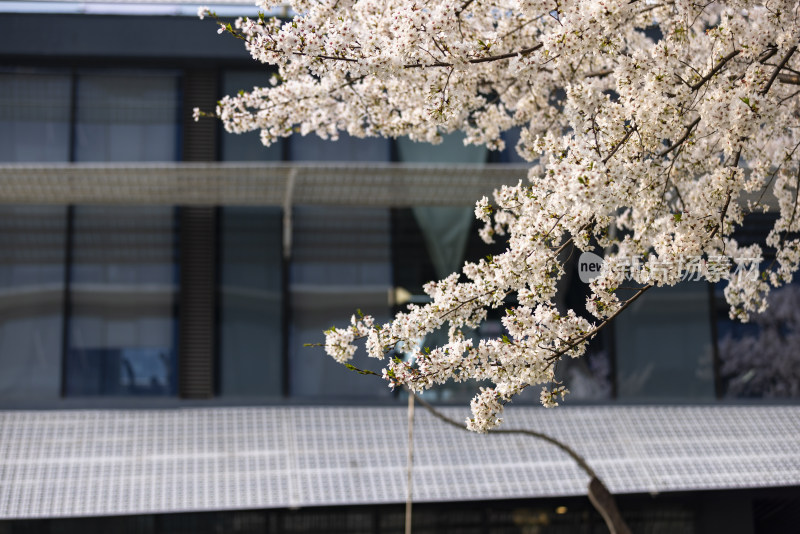 春天现代建筑旁的樱花