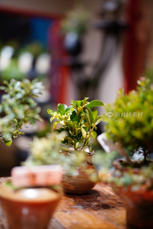 室内植物特写