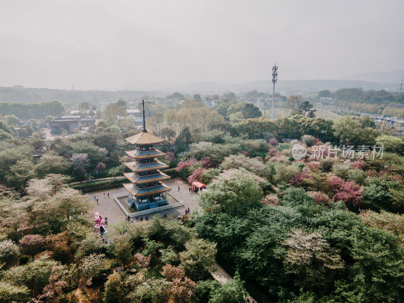 武汉东湖樱花园