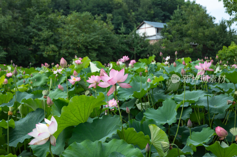 池塘里清新自然荷花