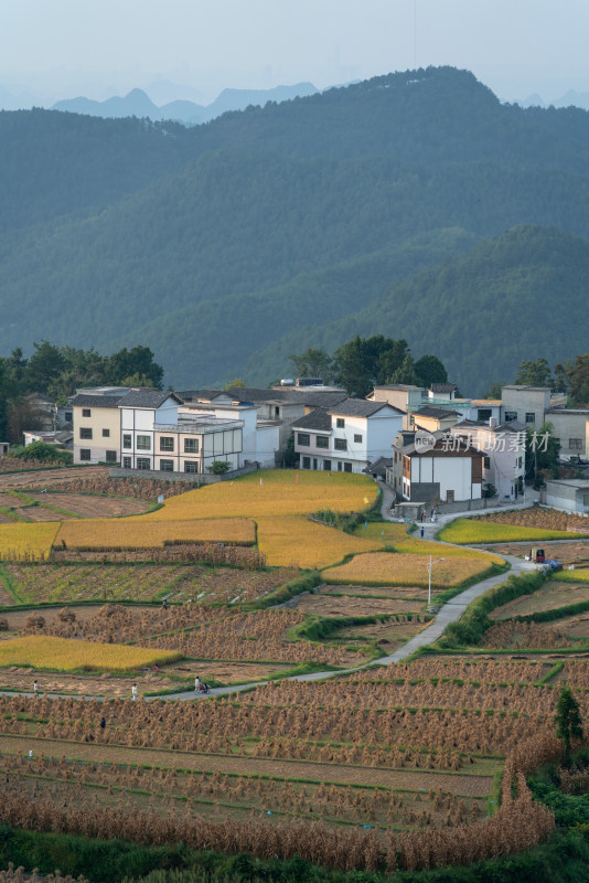 秋天贵阳高坡石门水稻梯田