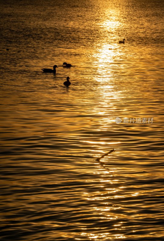 夕阳下水面游弋的鸭子