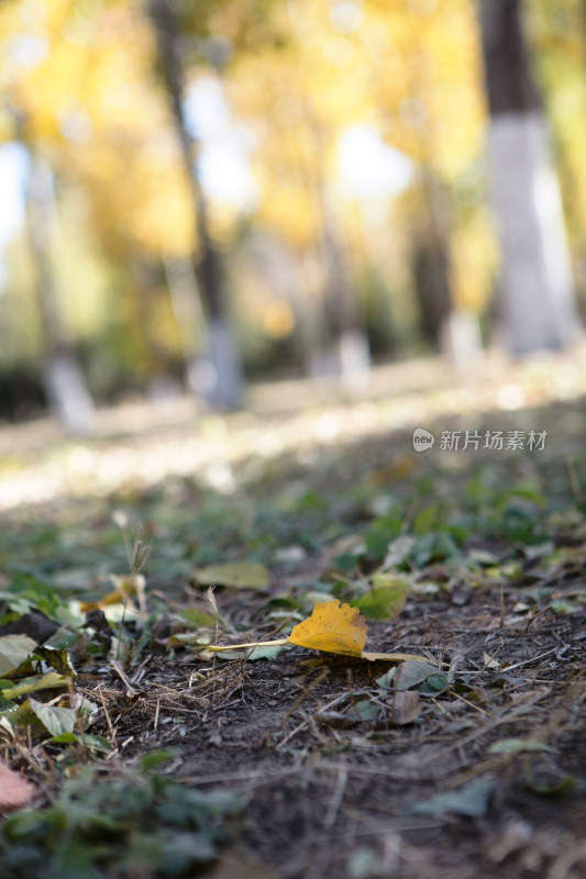 特写秋季地上的落叶