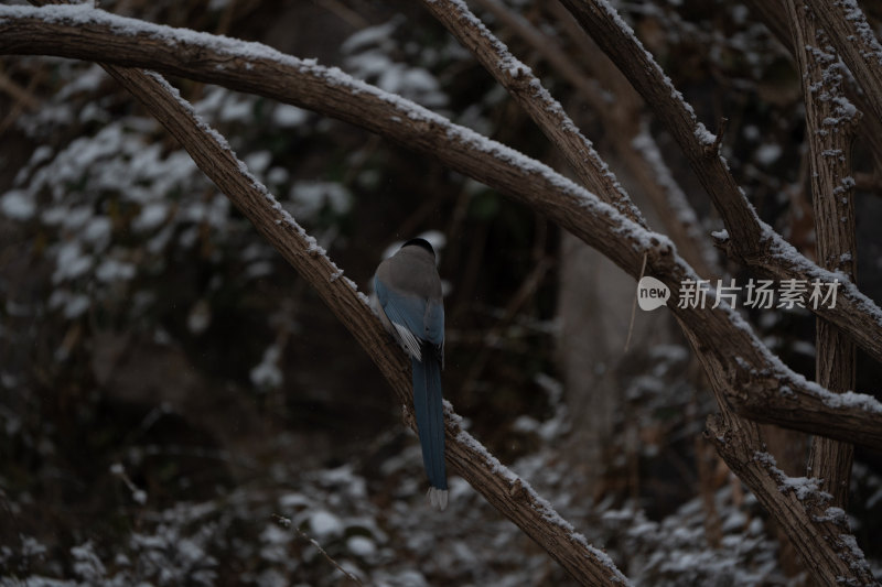 雪后树枝上的灰喜鹊