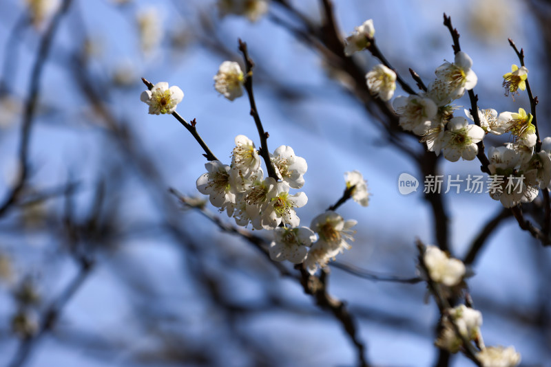 杭州西湖花港观鱼白梅特写