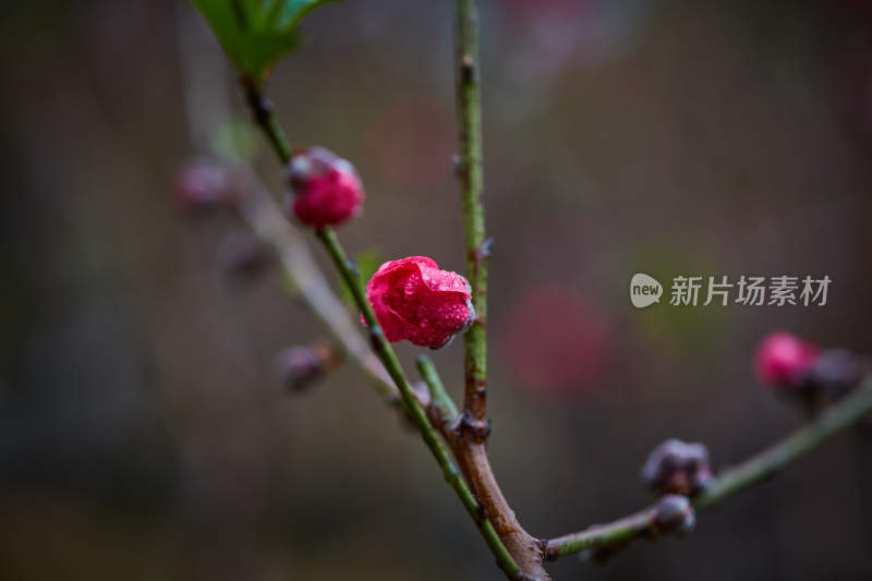 带水珠的红色花卉特写