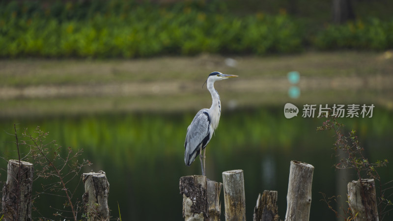 深圳宝安九围湿地公园鹭岛生态实拍