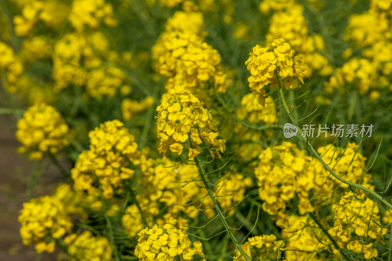 春天盛开的油菜花