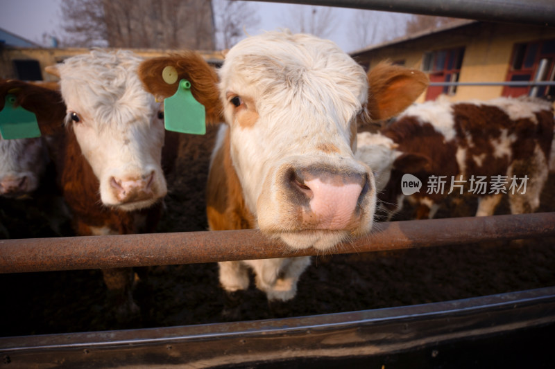 养殖场牛圈里可爱的小牛