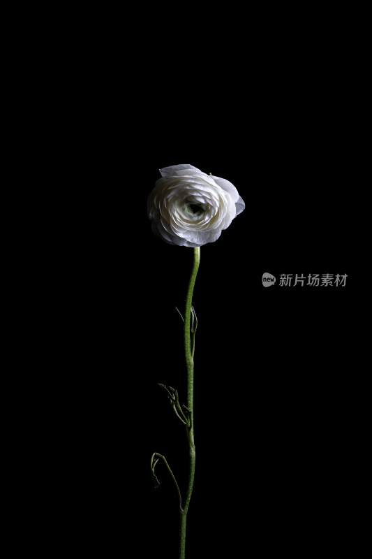 黑色背景上的一支白色鲜花洋牡丹