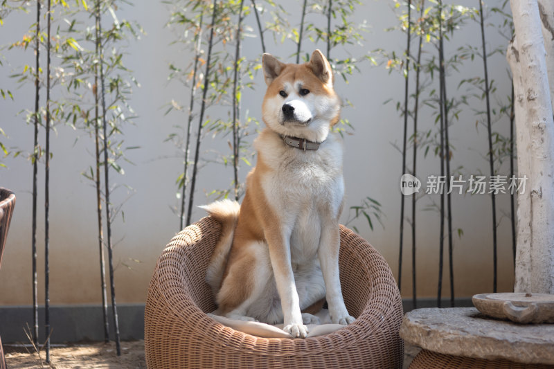 秋田犬特写