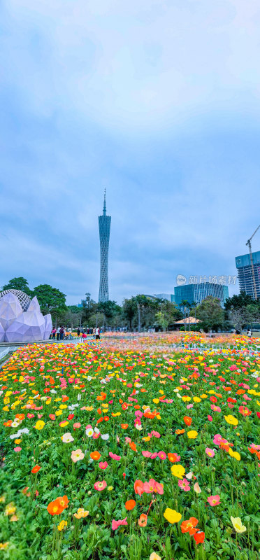 广州市宏城公园盛开的虞美人花