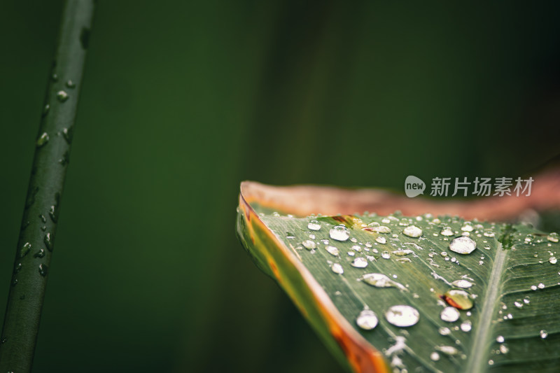 雨后绿叶上的水珠