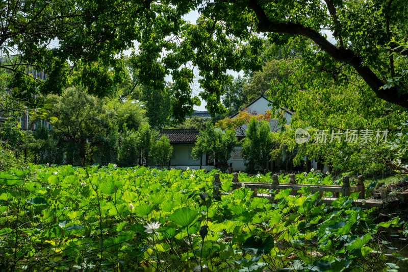 上海松江醉白池公园风景