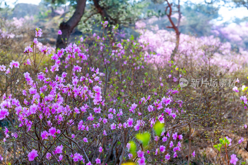 青岛大珠山杜鹃花风光