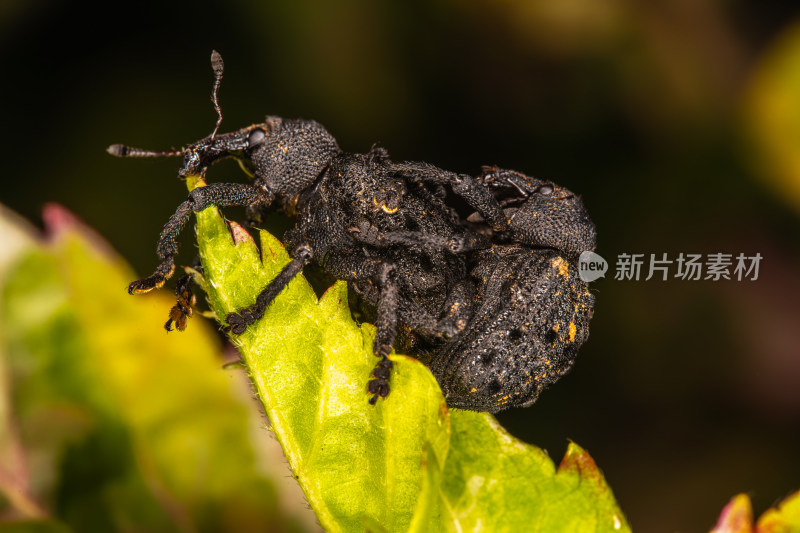 黑点毛束象鼻虫特写