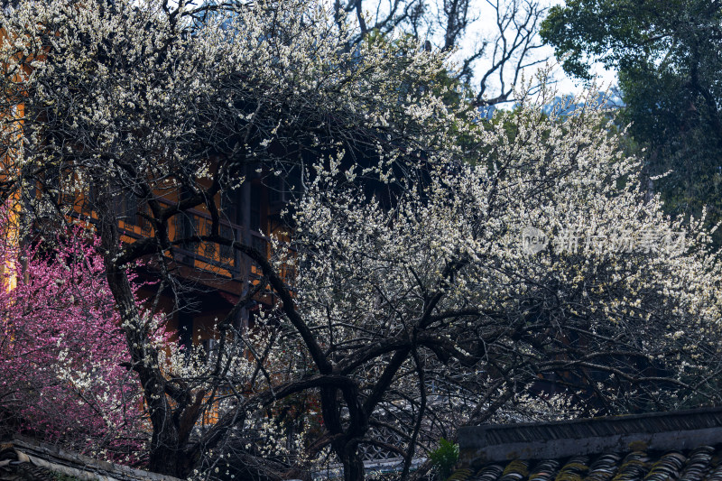 古建筑旁盛开的繁花景观