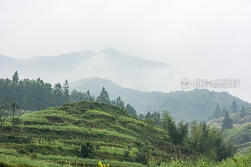 婺源梯田油菜花