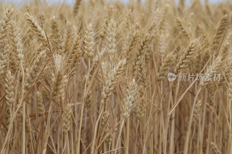 麦田麦子地成熟的小麦