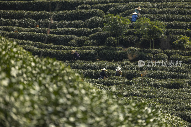 茶农采茶摘茶茶园茶树茶叶特写