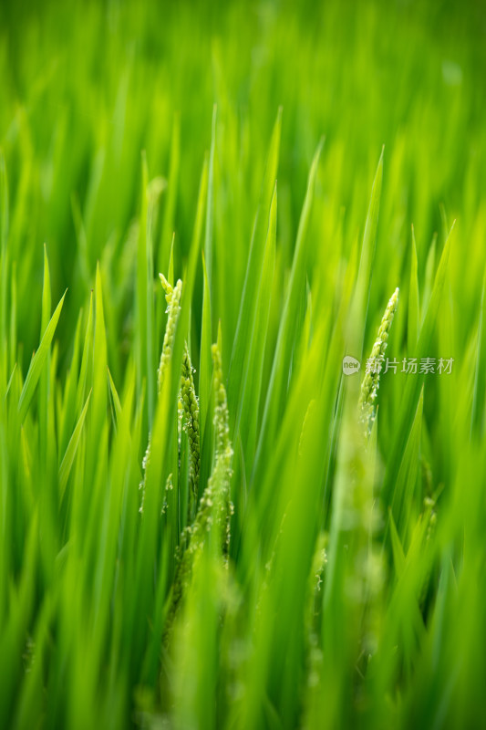 水稻稻田 水稻开花