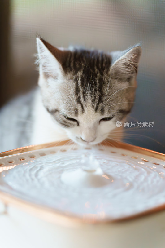 小猫咪的饮水瞬间