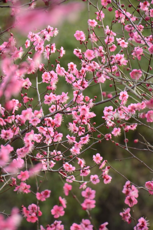 春天红色的梅花