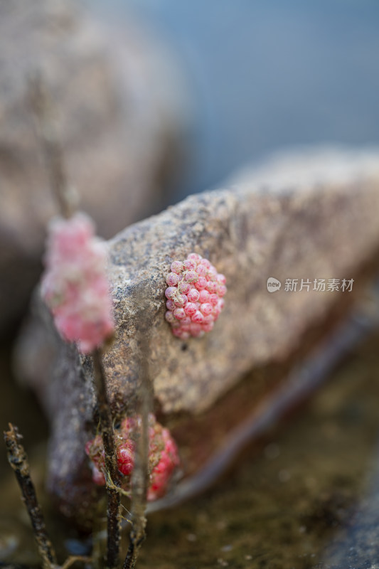 粉红蜗牛卵