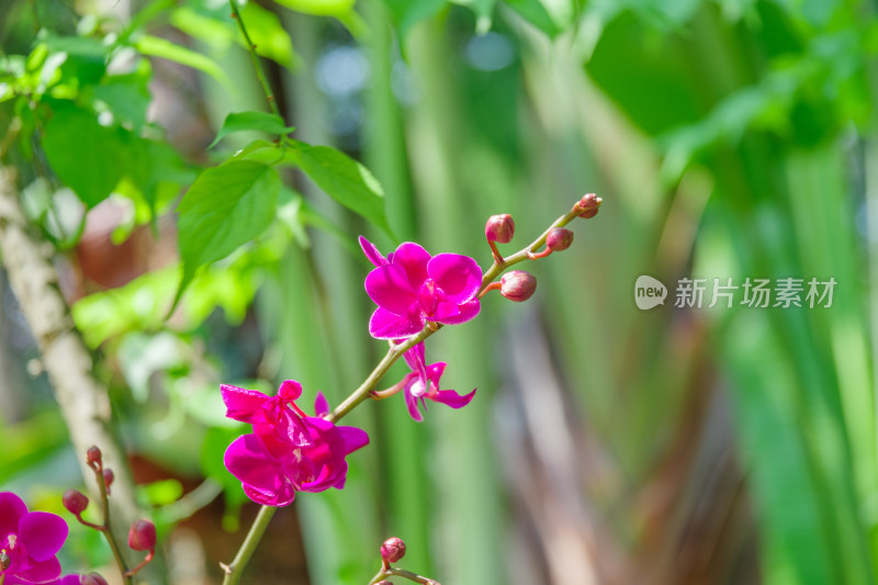 广州麓湖公园麓湖花园粉红色蝴蝶兰鲜花植物