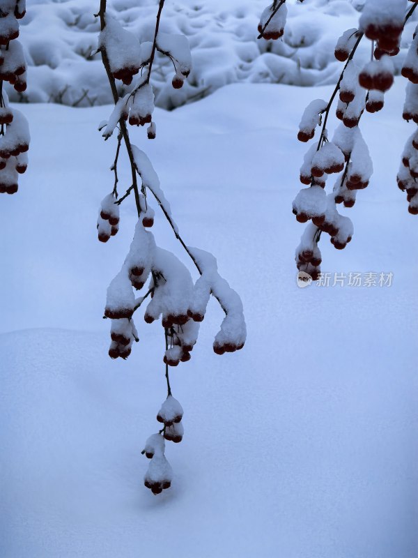 积雪覆盖着果实的树枝冬季景象