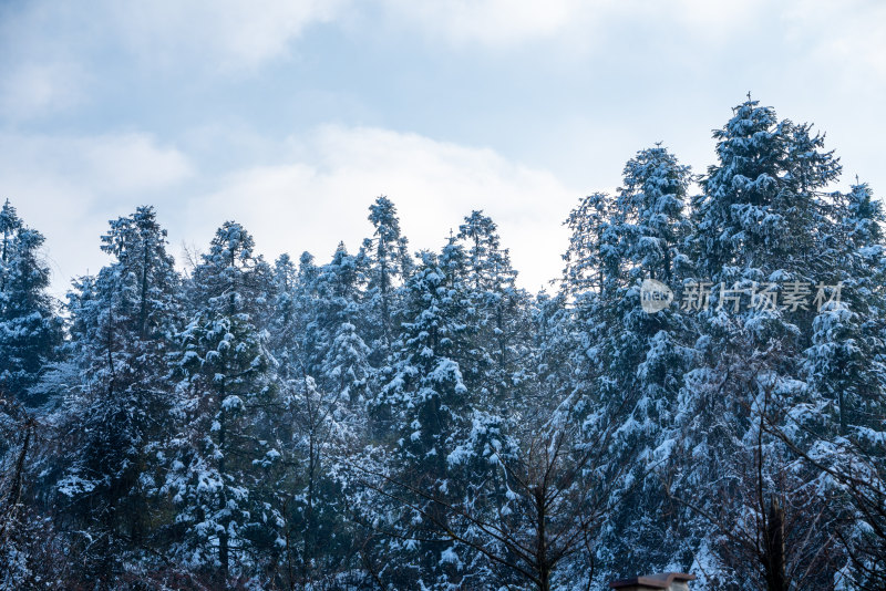 冬天落雪的树林