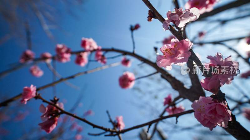 阳光下的梅花