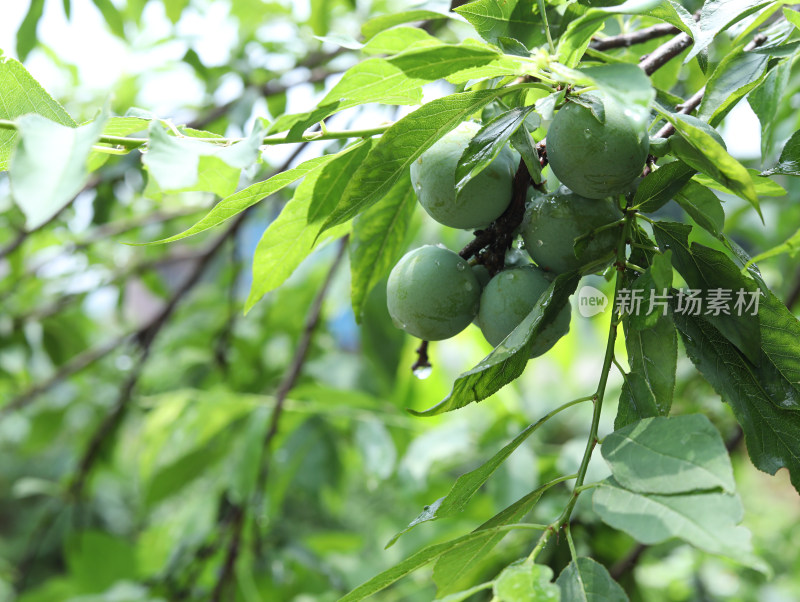 夏天大自然中的绿色果树和果实李子的风景